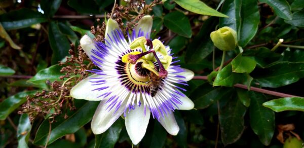 Afbeelding van sportschool Kali Yoga & Atelier Mignon Manderfeld